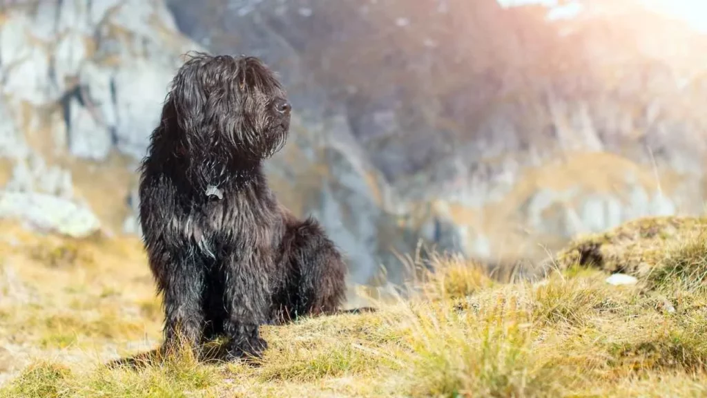 Bergamasco-Sheepdog-10