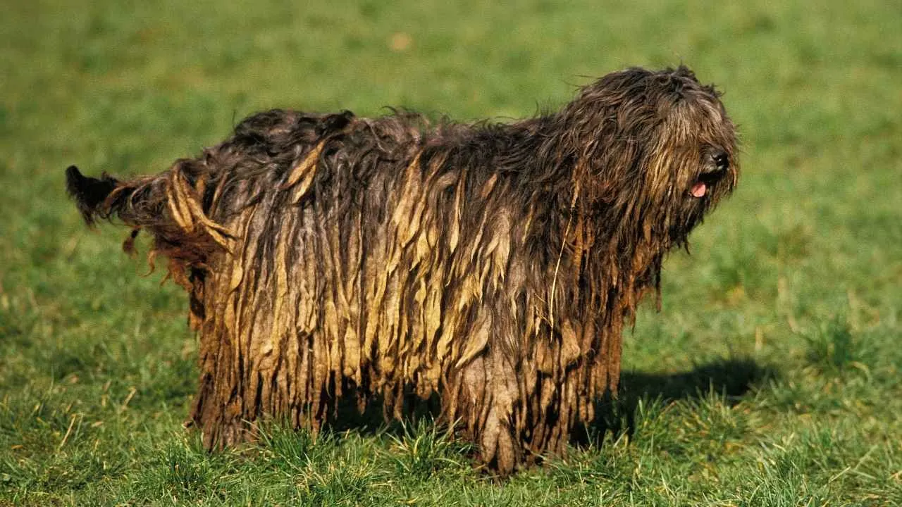 Bergamasco Sheepdog