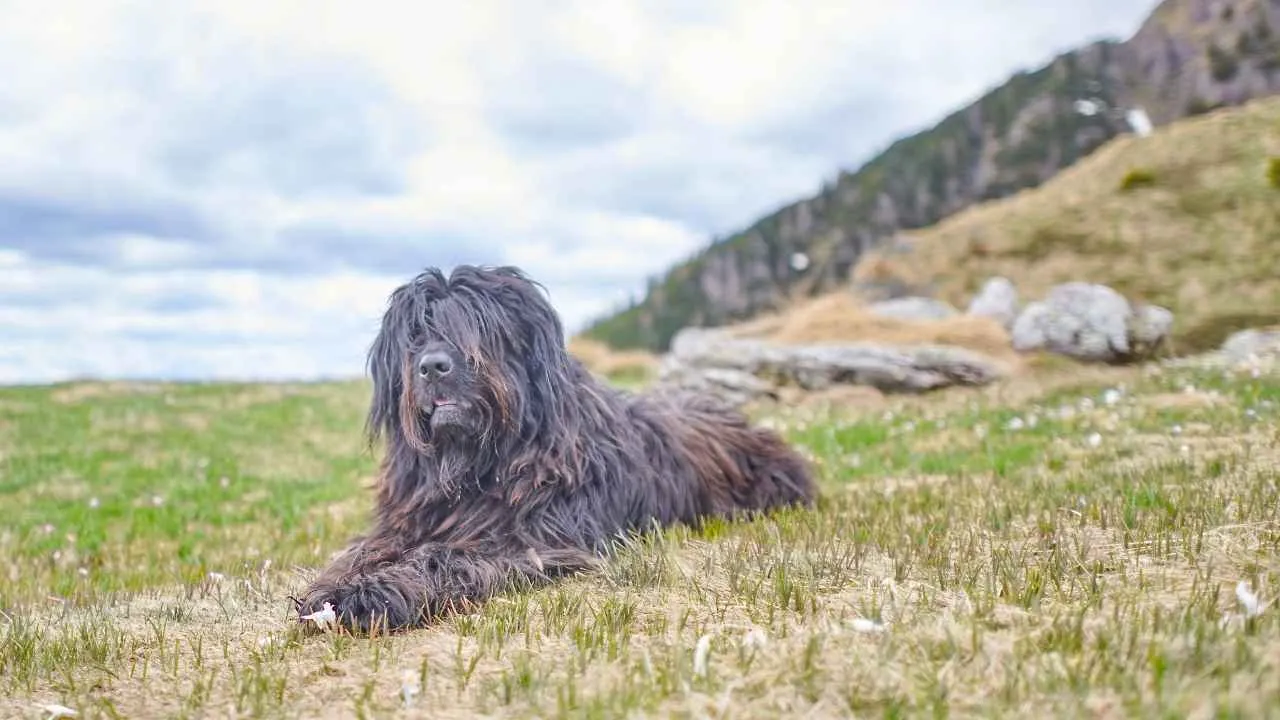 Bergamasco Sheepdog