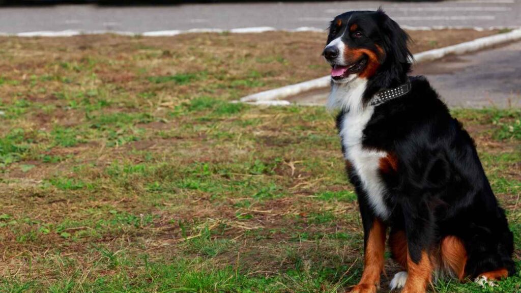 Mountain Bernese Mountain
