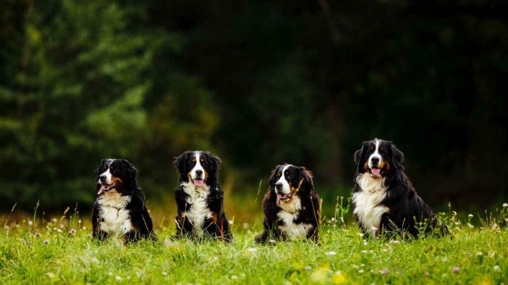 Feature
Bernese Mountain Dog
Newfoundland
Size & Weight
Medium giant — 80–115 lbs; 25–28 inches tall
Larger giant — 130–150+ lbs; 27–29 inches tall
Coat Type
Long, silky, tri-color (black, rust, white), slightly wavy
Thick, dense, water-resistant double coat, usually black, brown, or Landseer (white & black)
Personality
Incredibly loyal, affectionate, gentle, a little shy with strangers
Gentle giant, super patient, social, calm & nurturing
Energy Level
Moderate — enjoys hikes and play, but is happy to relax
Low to moderate — loves slow walks & swimming, professional napper
Common Health Issues
Higher risk of cancer, hip/elbow dysplasia, bloat
Hip/elbow dysplasia, heart defects, cystinuria, bloat
Life Expectancy
Shorter — 6 to 8 years
Slightly longer — 8 to 10 years
Drool Factor
Moderate
High — prepare the towels!
Best For
Active families who want a big, playful companion with mountain-dog vibes
bernese mountain dog
