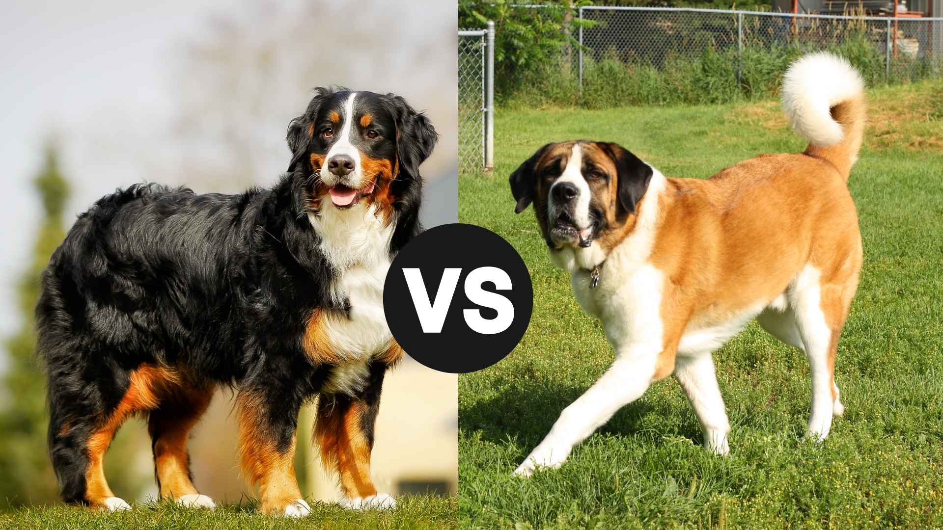 Bernese Mountain Dog vs. Saint Bernard: Which Giant is Right for You?