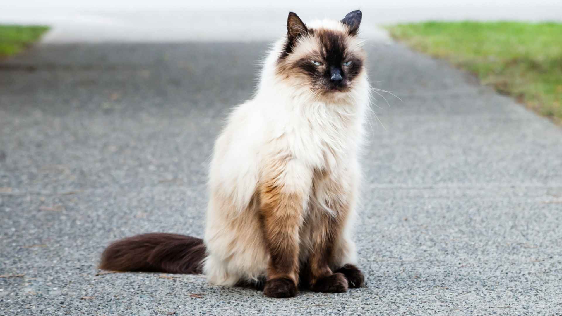 Beyond the Ordinary: 10 Exotic Rare Cat Breeds