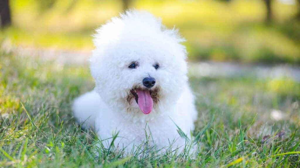 6. Bichon Frise