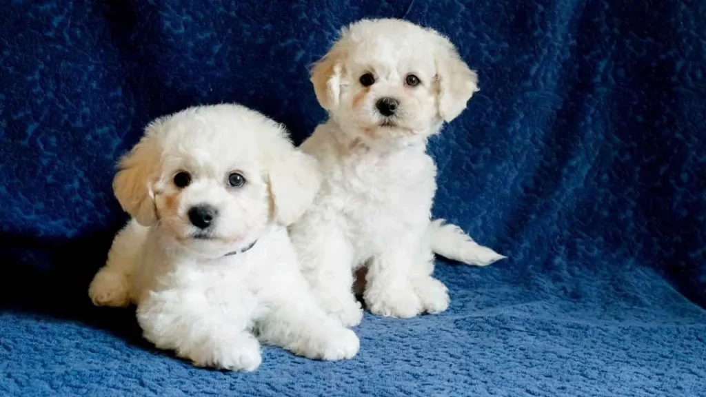 bichon frise
