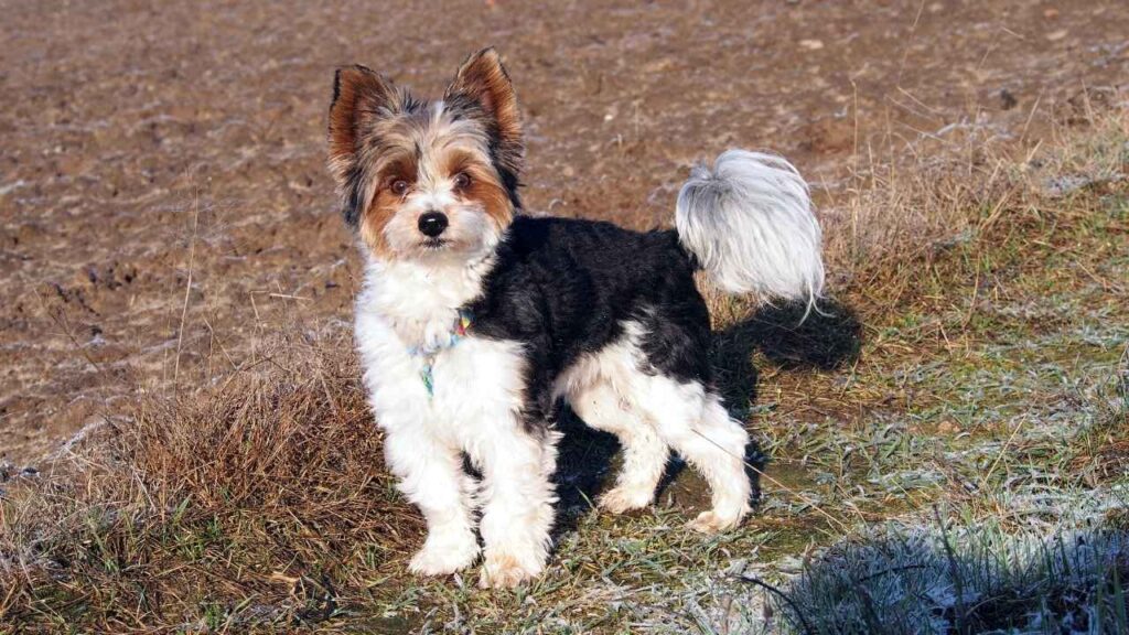biewer terrier