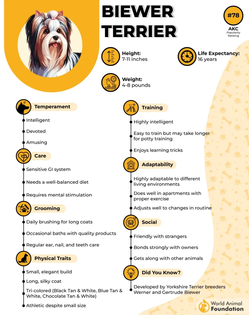 Biewer Terrier