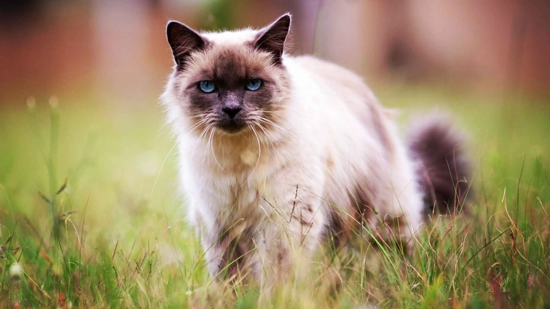 Birman