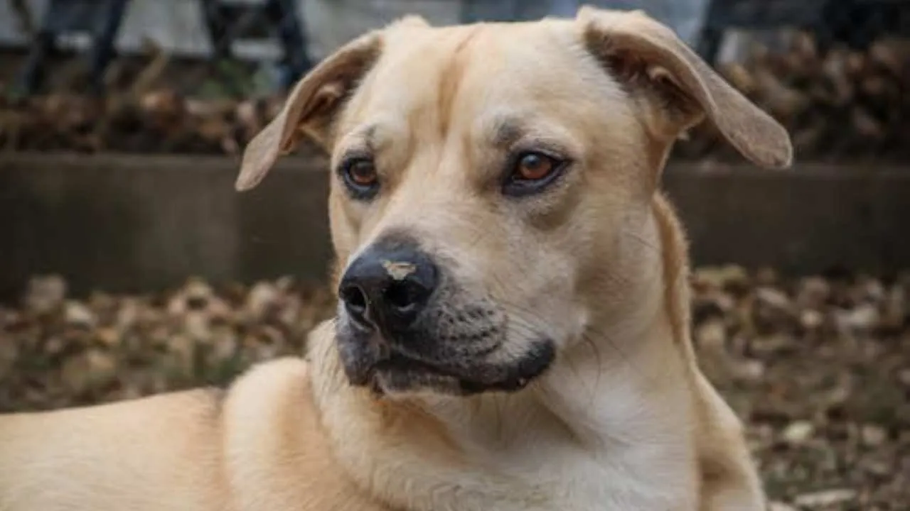 Black Mouth Cur
