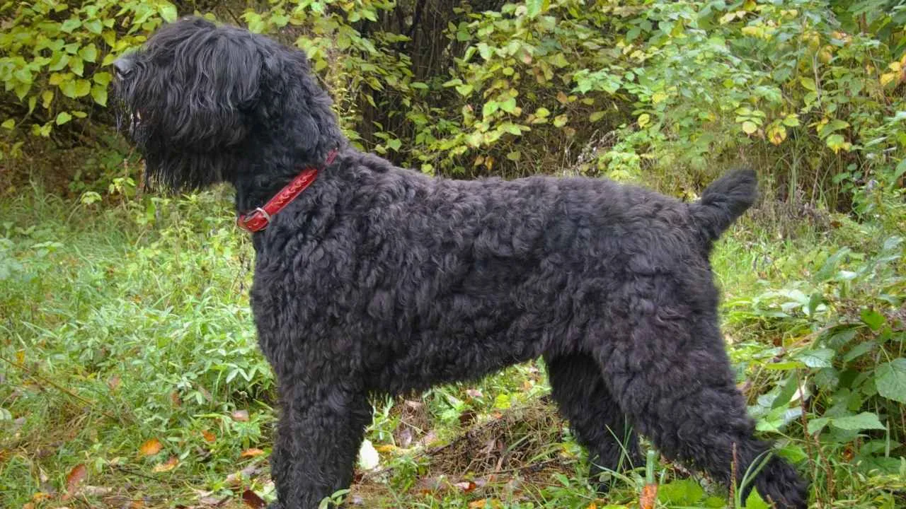 Black Russian Terrier