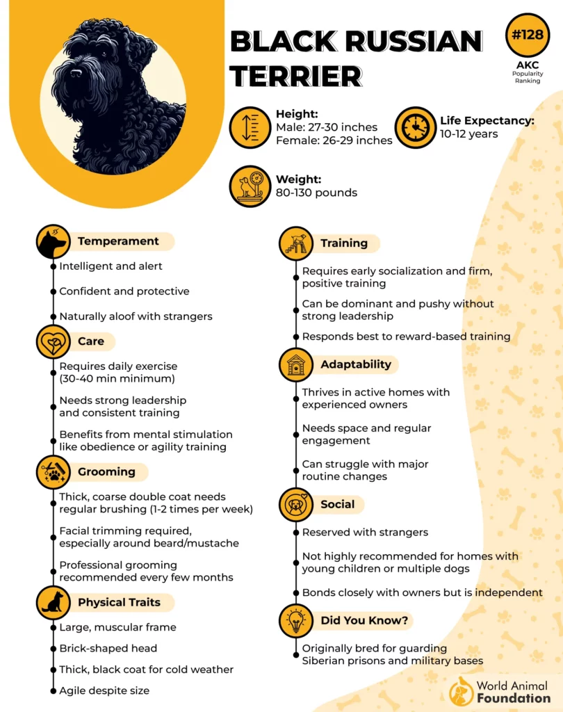 black russian terrier