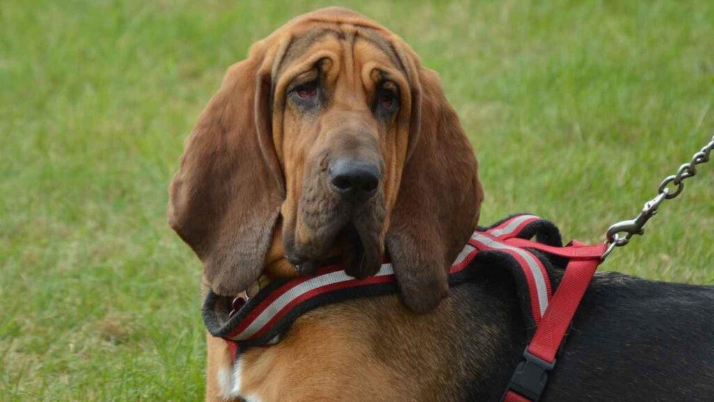 bloodhound