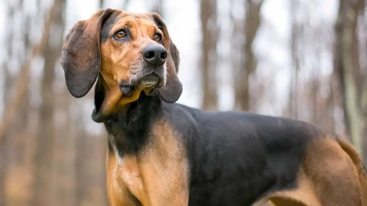 Bluetick Coonhound