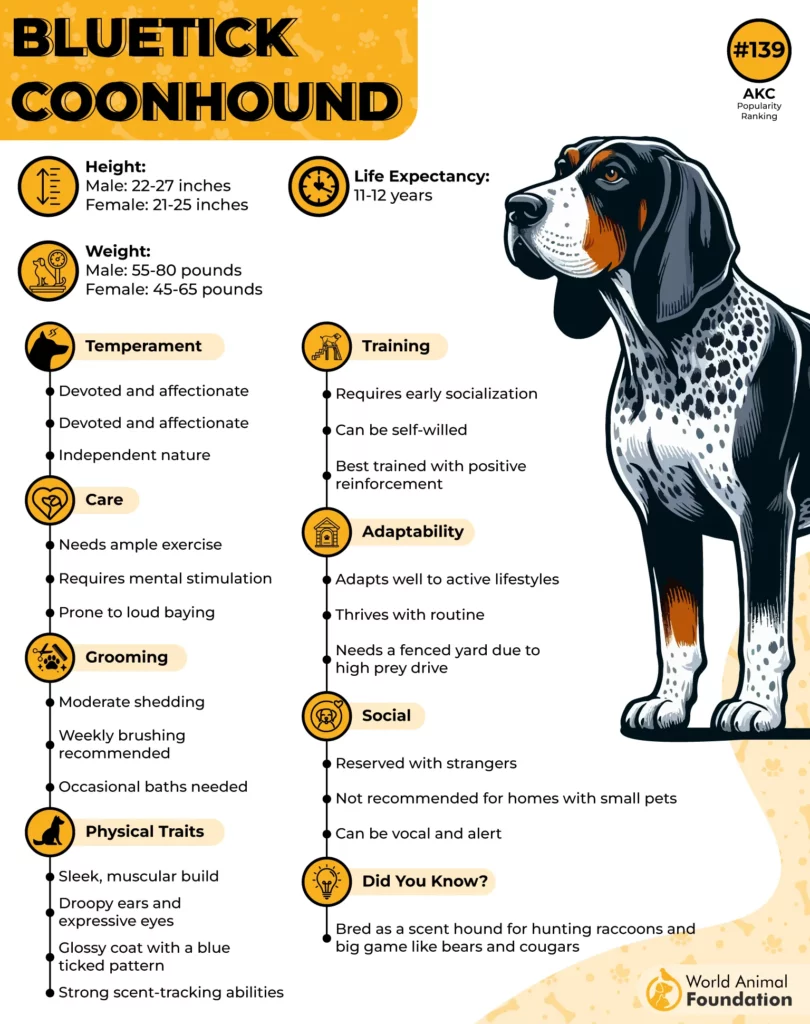 Bluetick Coonhound