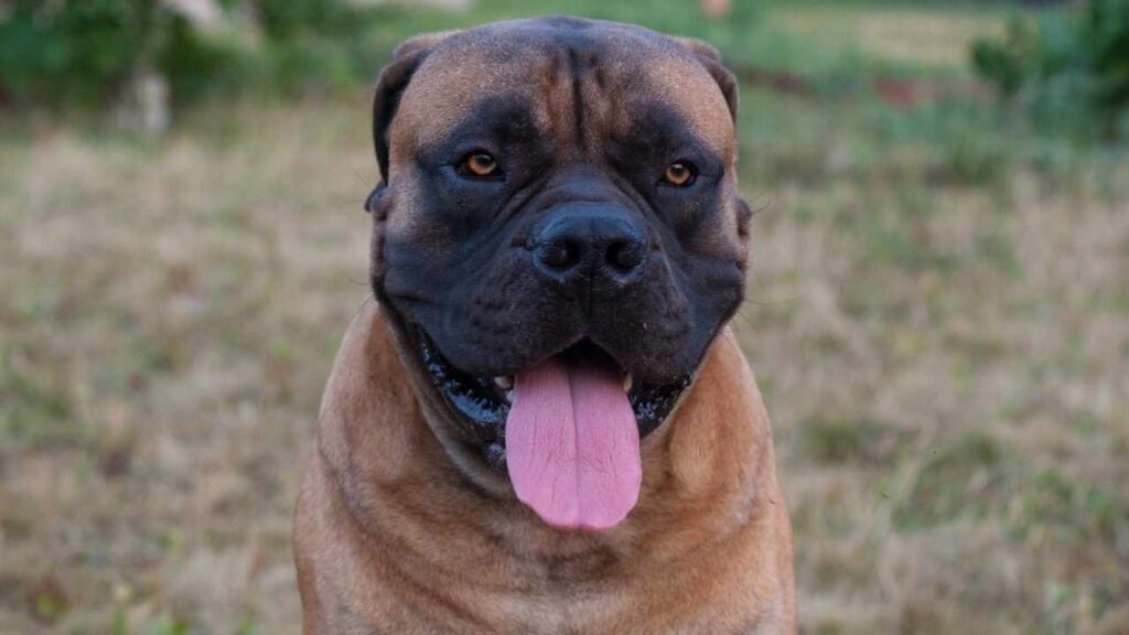 boerboel