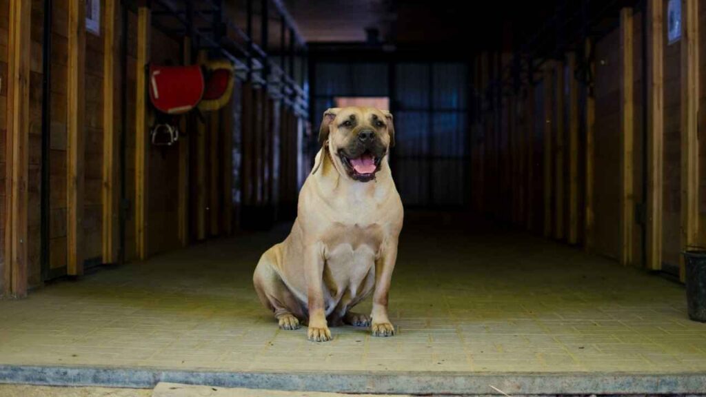 boerboel