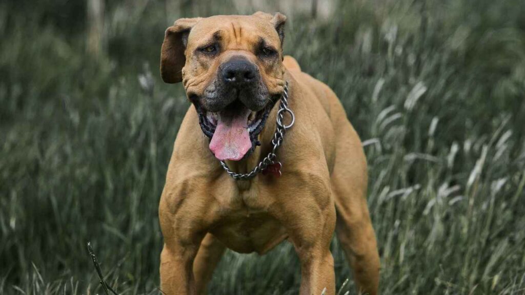 boerboel