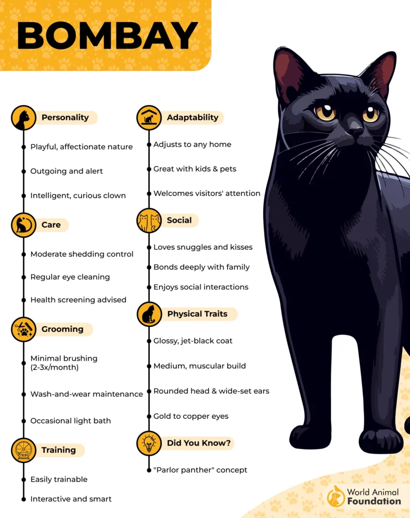 Bombay Cat