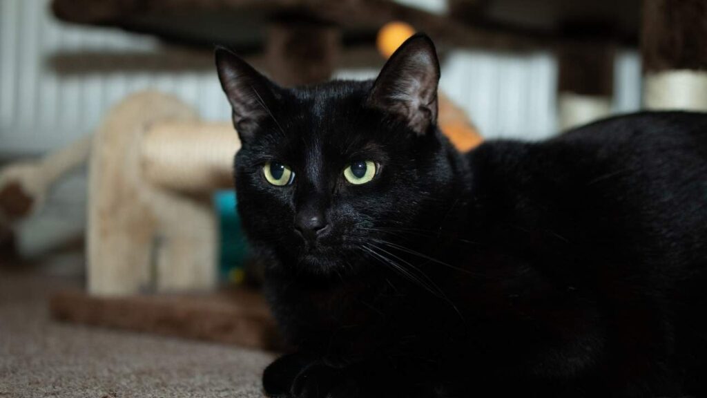 Bombay Cat
