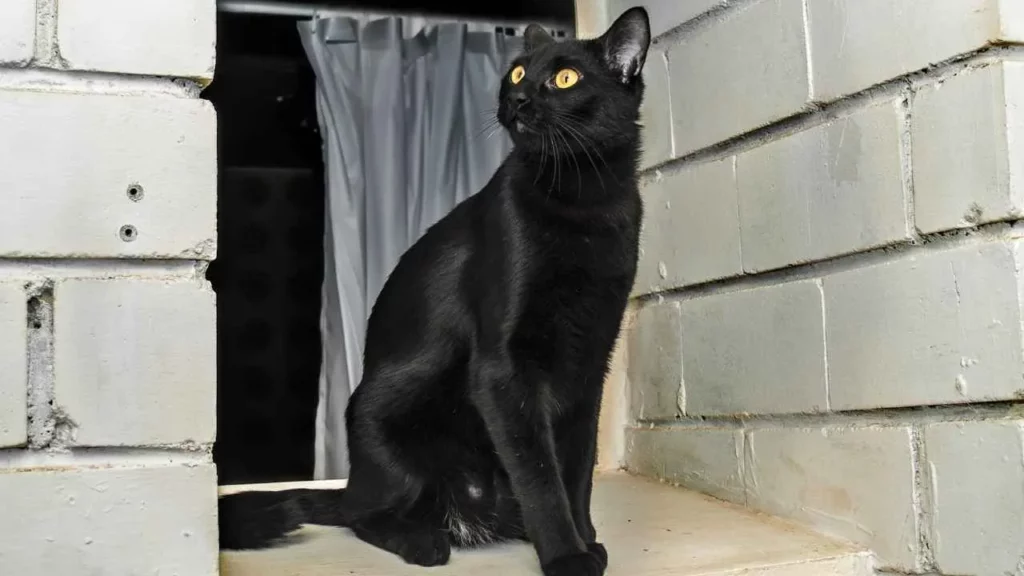 Bombay-cat-4