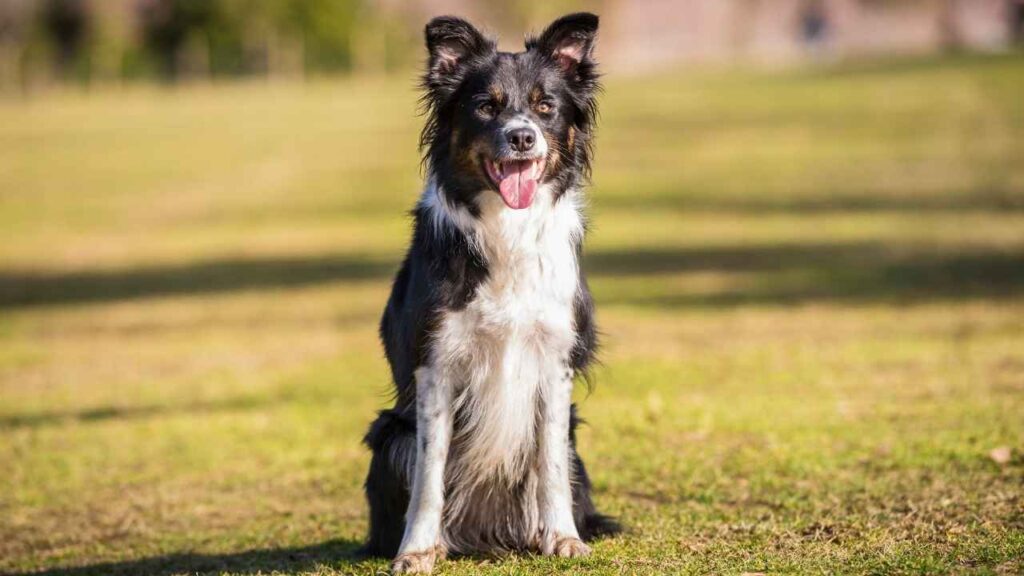 collie