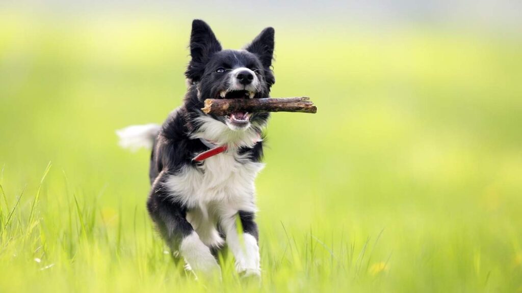 Border Collie