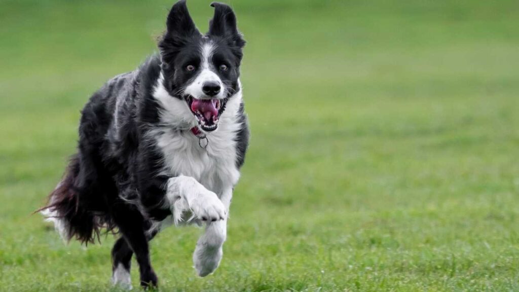 Border Collies