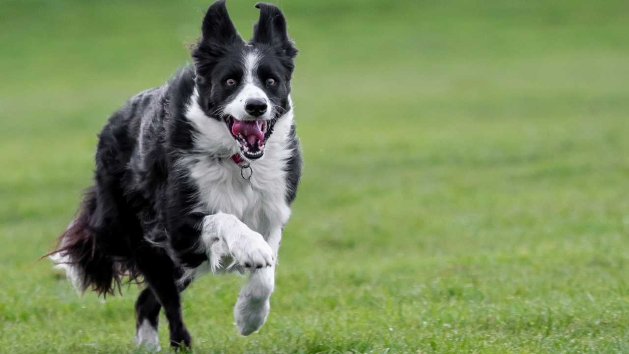 7 Most Spirited & Lively Dog Breeds for Active Families