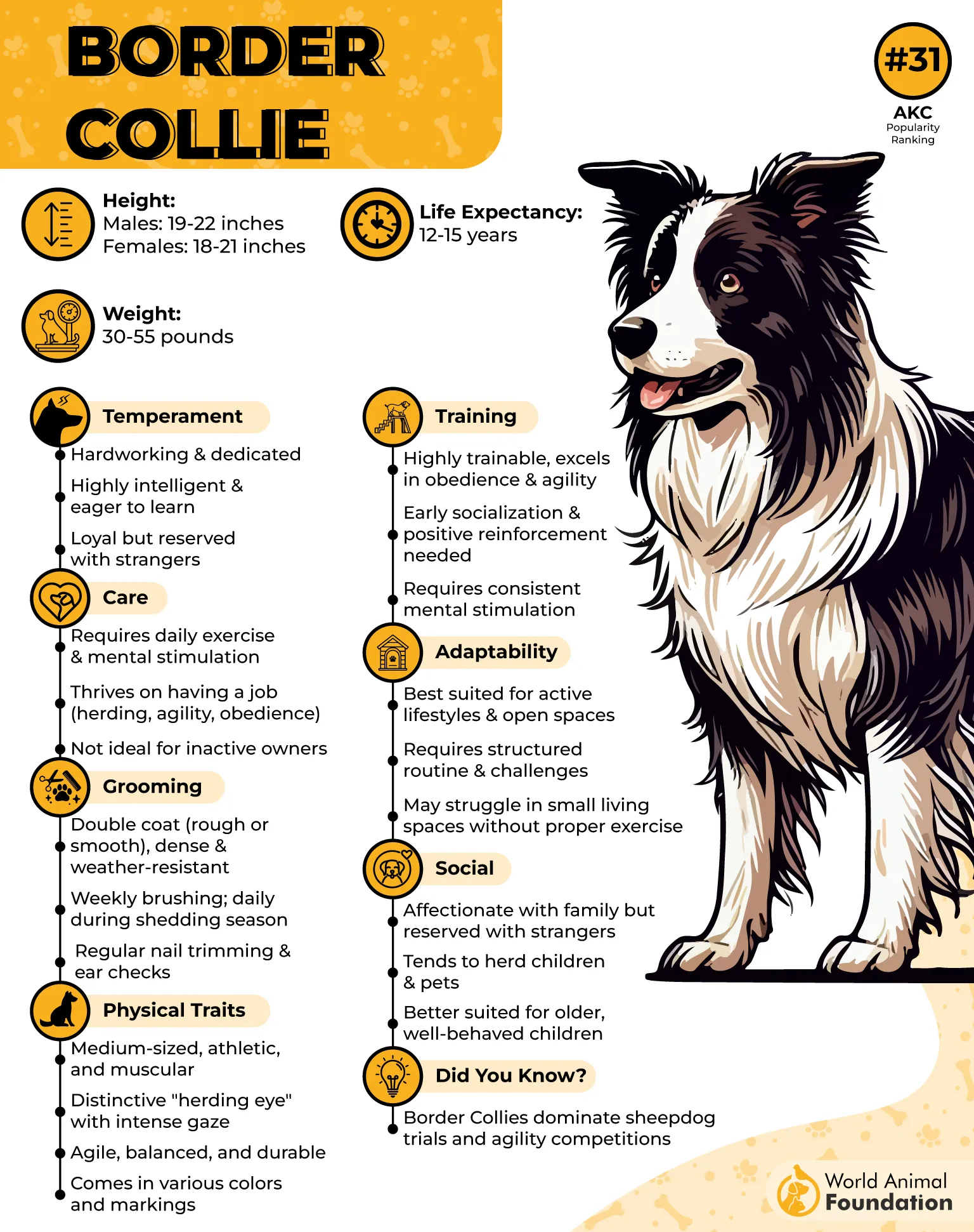 7 Smartest Dog Breeds For Quick Learning And Loyalty 7 Smartest Dog Breeds For Quick Learning And Loyalty