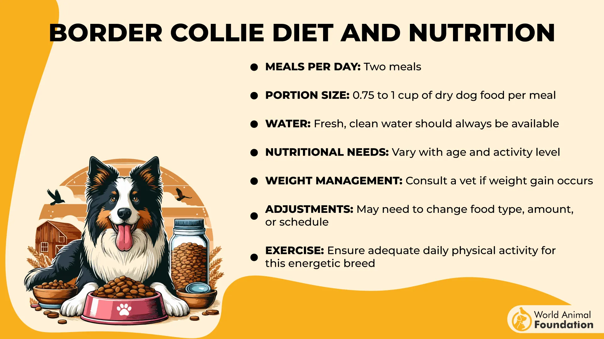 Border Collie Diet and Nutrition-01