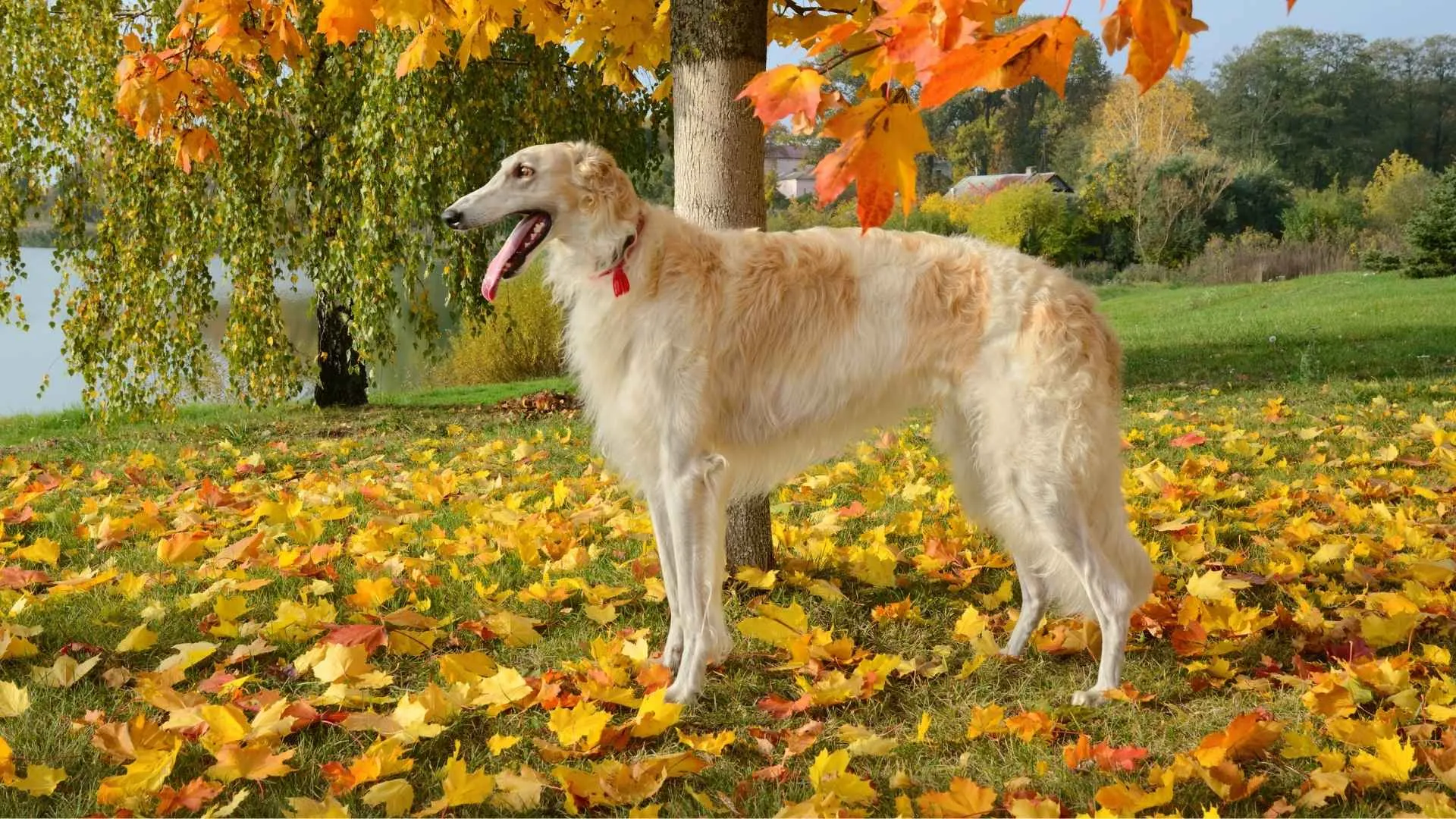 Borzoi