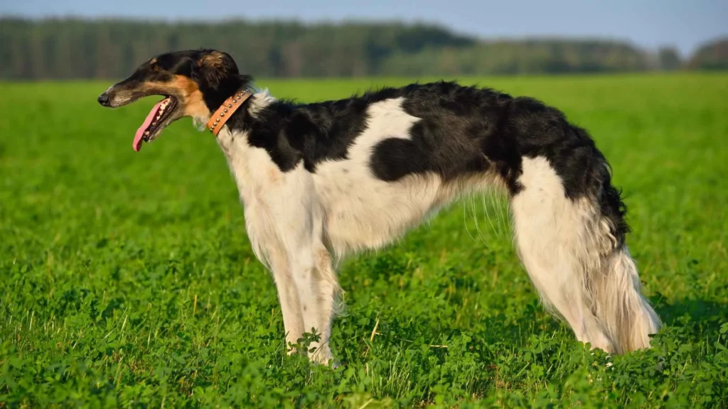 Borzoi