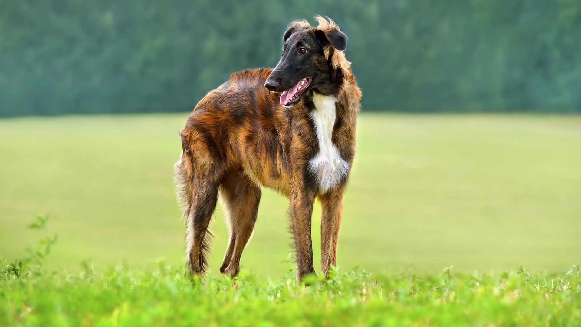 Borzoi