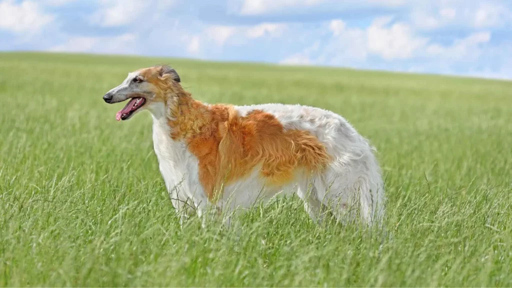 Borzoi