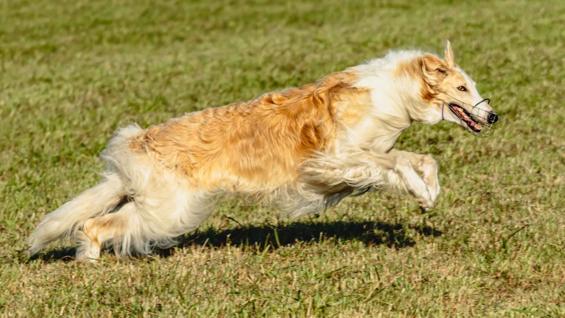 Borzoi