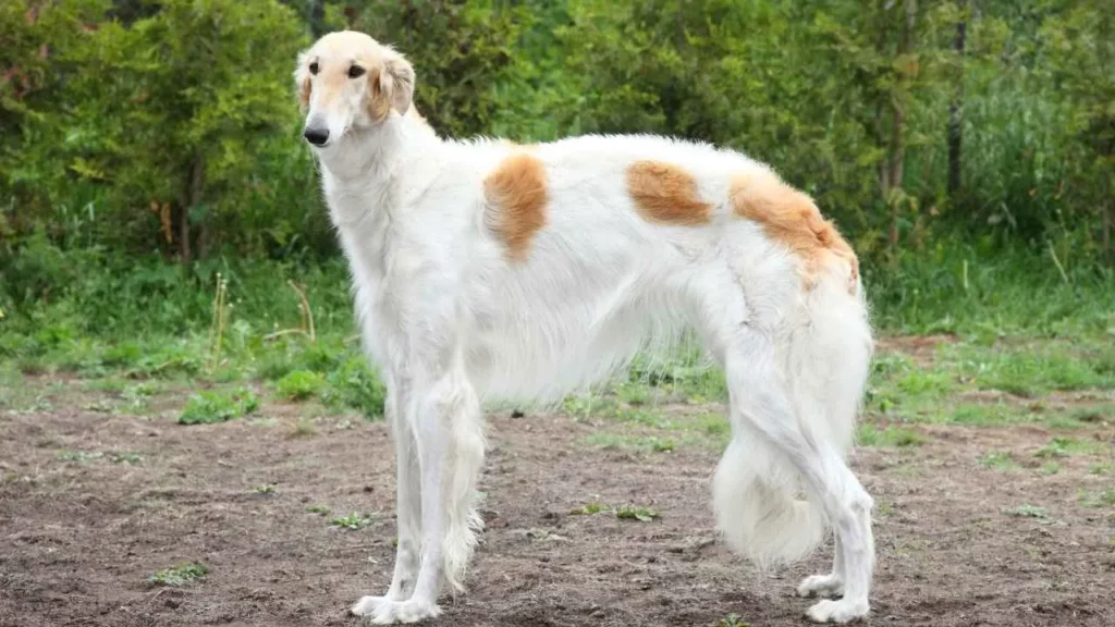 Borzoi