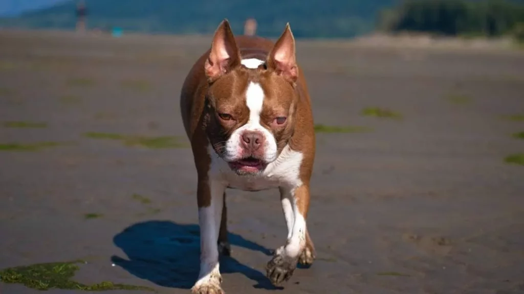boston terrier