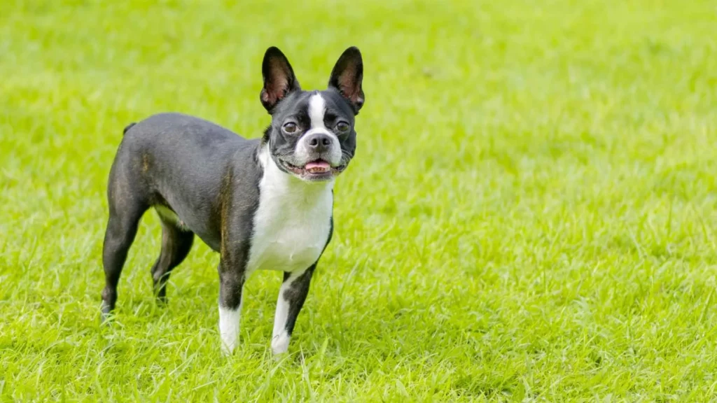 Boston Terrier
