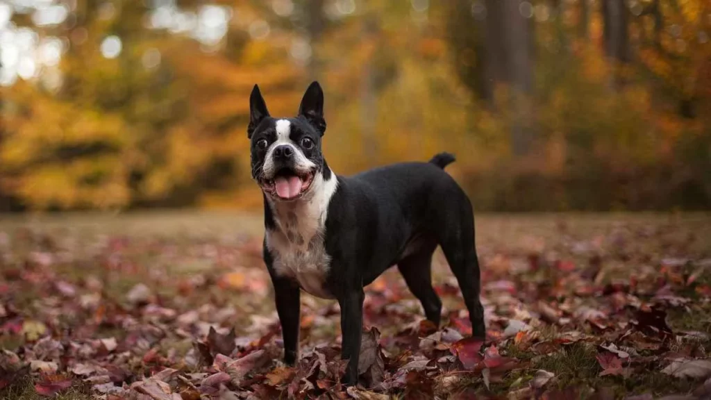 Boston-Terrier-3