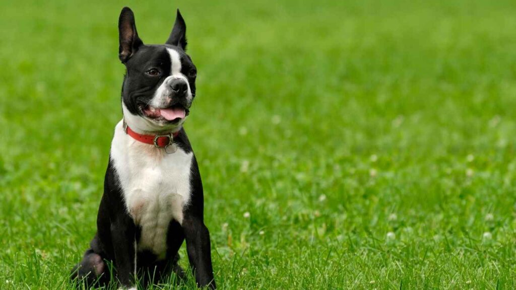 Boston-Terrier-5-1