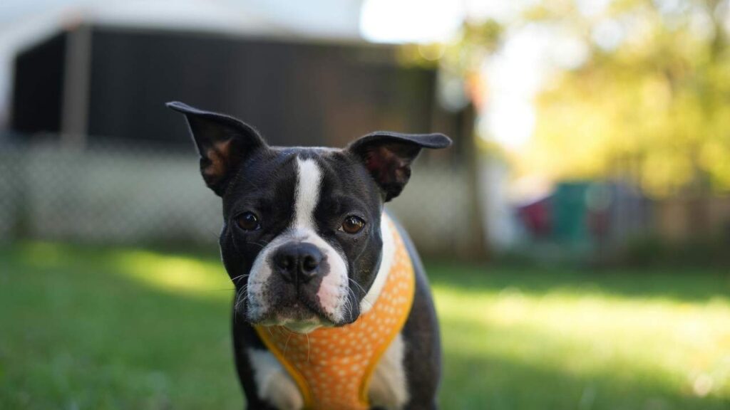 boston terrier