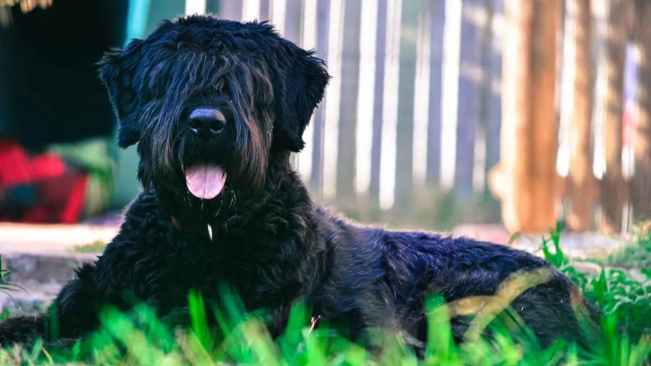 Bouvier Des Flandres