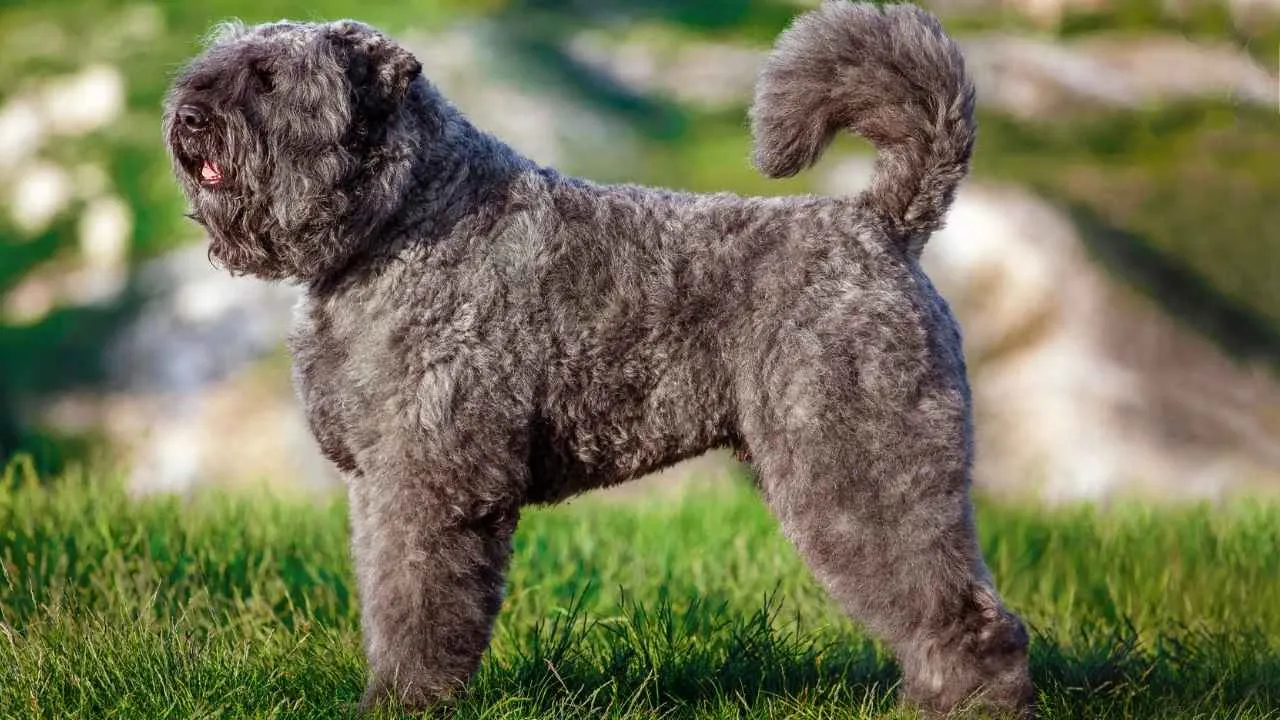 Bouvier des Flandres