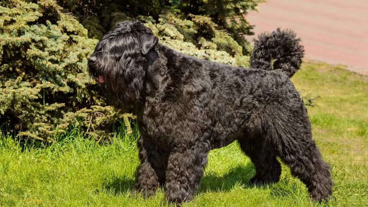 Bouvier des Flandres