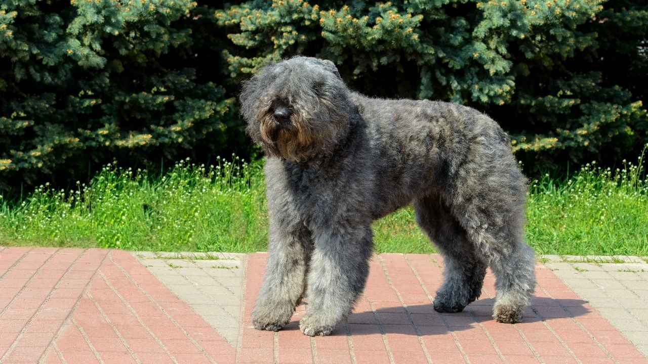 Bouvier des Flandres