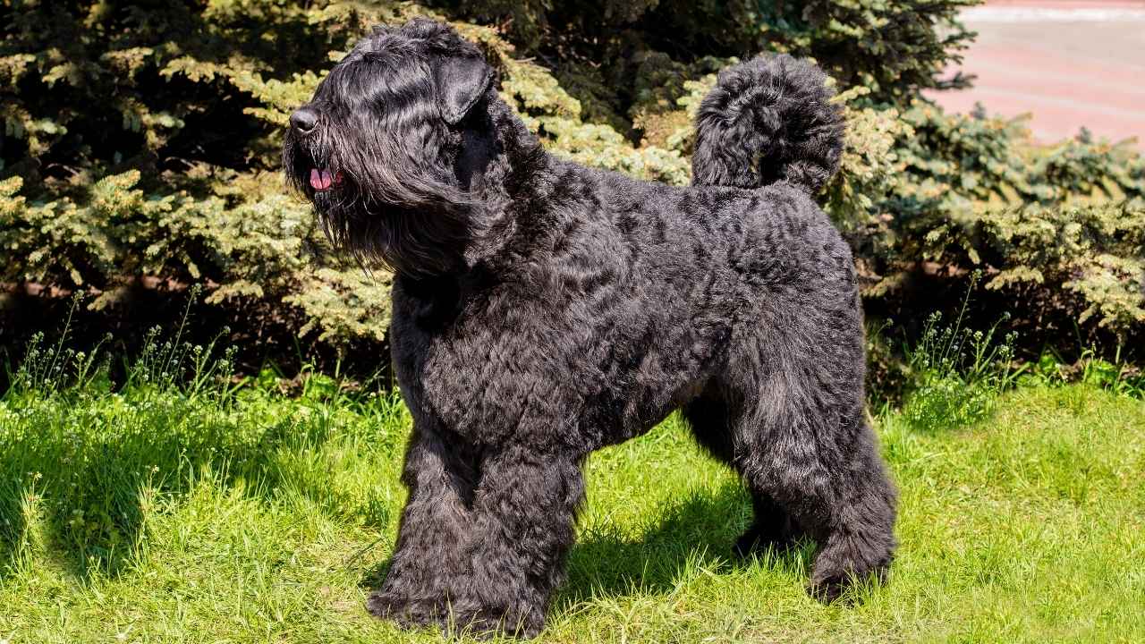 Bouvier Des Flandres 