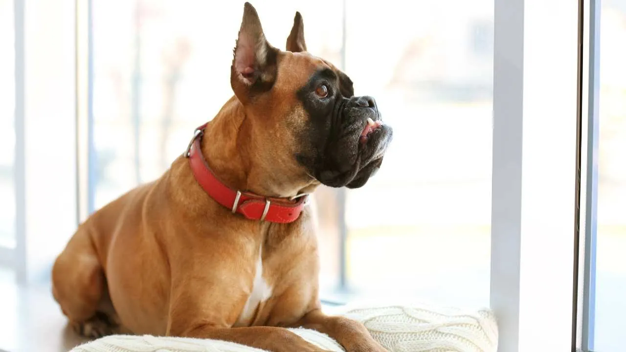 Boxer