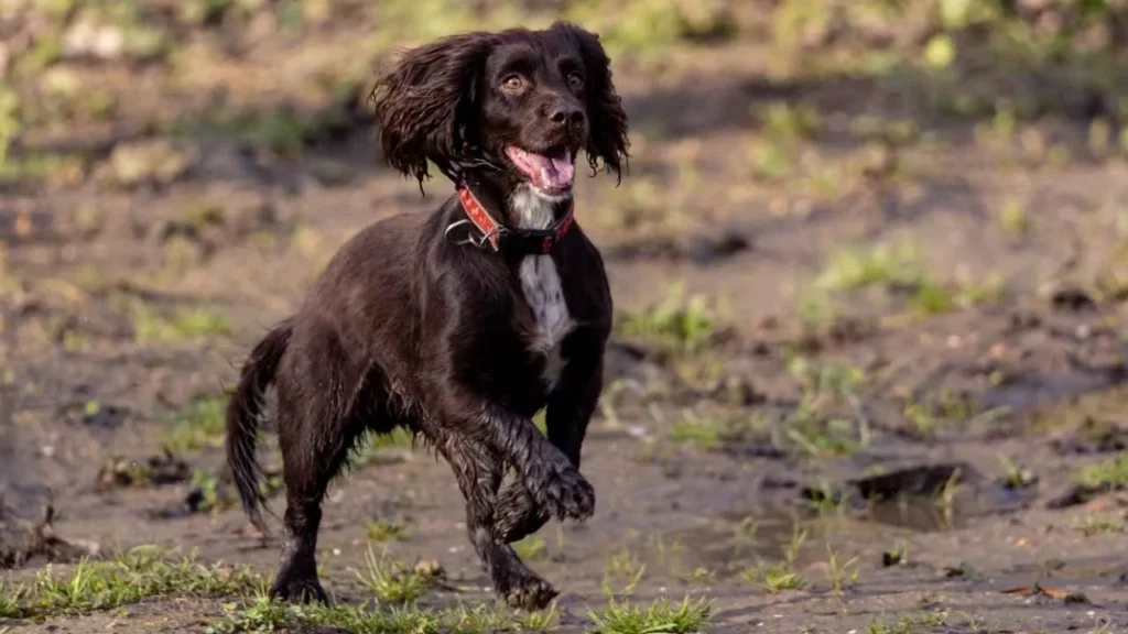 boykin spaniel