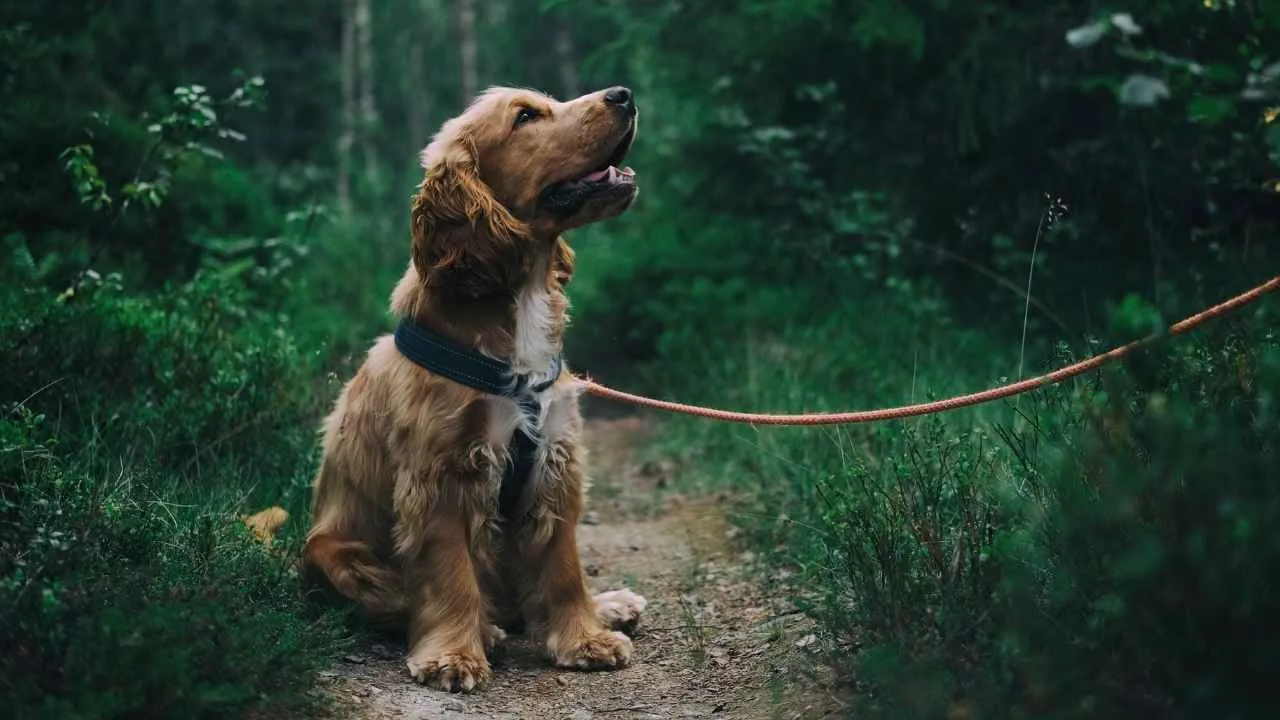 Boykin Spaniel