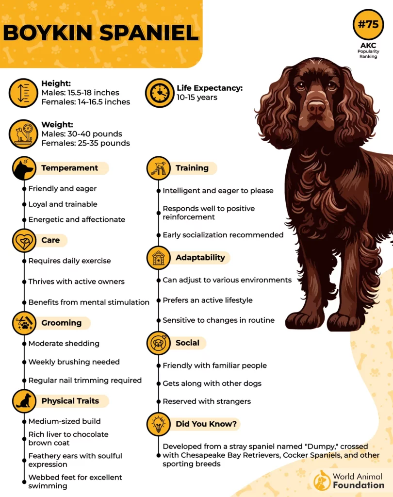 Boykin Spaniel